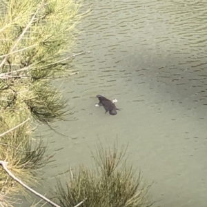 Ornithorhynchus anatinus at Tuggeranong DC, ACT - 14 Jul 2019 11:30 AM