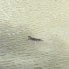 Ornithorhynchus anatinus at Tuggeranong DC, ACT - 14 Jul 2019 11:30 AM