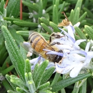 Apis mellifera at Yarralumla, ACT - 16 Jun 2019