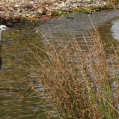 Egretta novaehollandiae (White-faced Heron) at Mount Ainslie to Black Mountain - 8 Mar 2019 by JanetRussell