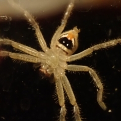 Neosparassus calligaster (Beautiful Badge Huntsman) at Spence, ACT - 11 Jul 2019 by Laserchemisty