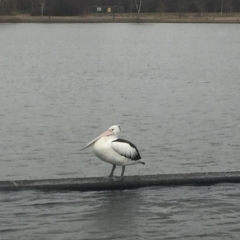 Pelecanus conspicillatus (Australian Pelican) at Mount Ainslie to Black Mountain - 6 Jul 2018 by JanetRussell