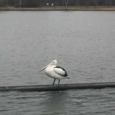 Pelecanus conspicillatus (Australian Pelican) at Parkes, ACT - 6 Jul 2018 by JanetRussell