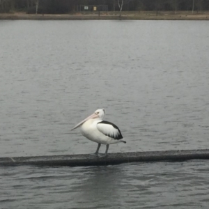 Pelecanus conspicillatus at Parkes, ACT - 6 Jul 2018