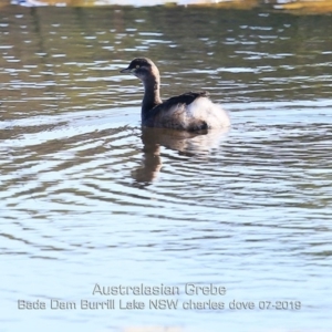 Tachybaptus novaehollandiae at Burrill Lake, NSW - 13 Jul 2019