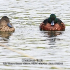 Anas castanea (Chestnut Teal) at South Nowra, NSW - 13 Jul 2019 by CharlesDove