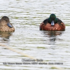 Anas castanea (Chestnut Teal) at Council Reserve CSN286 - 12 Jul 2019 by Charles Dove
