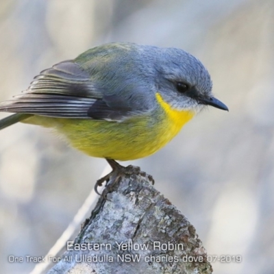 Eopsaltria australis (Eastern Yellow Robin) at Ulladulla Reserves Bushcare - 12 Jul 2019 by CharlesDove