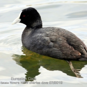 Fulica atra at South Nowra, NSW - 13 Jul 2019