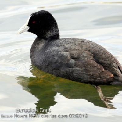 Fulica atra (Eurasian Coot) at South Nowra, NSW - 13 Jul 2019 by CharlesDove