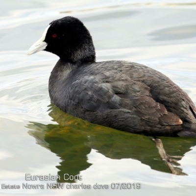 Fulica atra (Eurasian Coot) at Council Reserve CSN286 - 12 Jul 2019 by Charles Dove