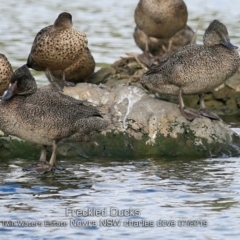 Stictonetta naevosa (Freckled Duck) at Council Reserve CSN286 - 12 Jul 2019 by Charles Dove