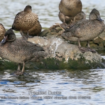 Stictonetta naevosa (Freckled Duck) at South Nowra, NSW - 13 Jul 2019 by CharlesDove