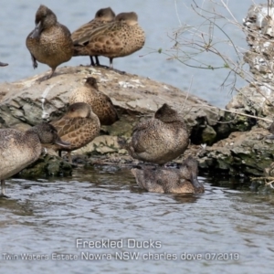 Stictonetta naevosa at South Nowra, NSW - 13 Jul 2019 12:00 AM