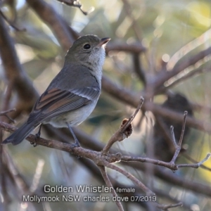 Pachycephala pectoralis at Mollymook Beach, NSW - 14 Jul 2019