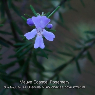 Westringia 'Wynabbie Gem' at Ulladulla, NSW - 12 Jul 2019 by Charles Dove