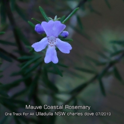 Westringia 'Wynabbie Gem' at Ulladulla, NSW - 13 Jul 2019 by CharlesDove