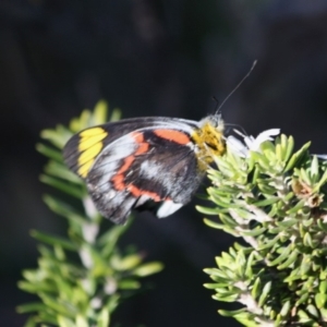 Delias nigrina at Guerilla Bay, NSW - 13 Jul 2019