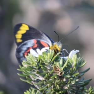 Delias nigrina at Guerilla Bay, NSW - 13 Jul 2019