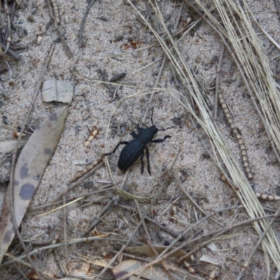 Talaurinus sp. (Ground weevil) at Guerilla Bay, NSW - 13 Jul 2019 by LisaH