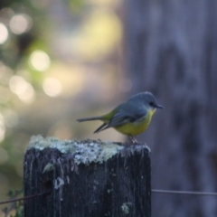 Eopsaltria australis (Eastern Yellow Robin) at Broulee Moruya Nature Observation Area - 14 Jul 2019 by LisaH