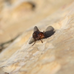Tachinidae (family) (Unidentified Bristle fly) at Guerilla Bay, NSW - 14 Jul 2019 by LisaH