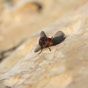 Tachinidae (family) at Guerilla Bay, NSW - 14 Jul 2019 02:51 PM