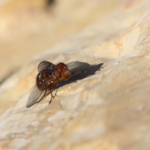 Tachinidae (family) at Guerilla Bay, NSW - 14 Jul 2019 02:51 PM