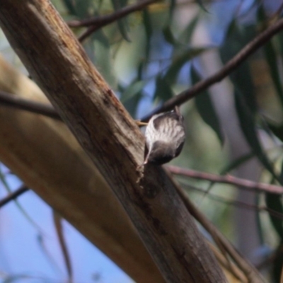 Daphoenositta chrysoptera (Varied Sittella) at Broulee Moruya Nature Observation Area - 14 Jul 2019 by LisaH