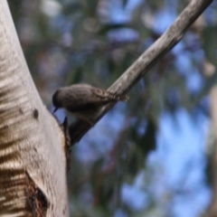 Daphoenositta chrysoptera at Moruya, NSW - 14 Jul 2019