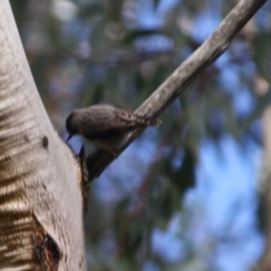 Daphoenositta chrysoptera at Moruya, NSW - 14 Jul 2019