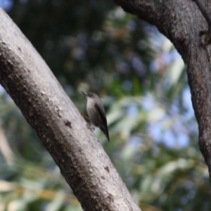 Daphoenositta chrysoptera at Moruya, NSW - 14 Jul 2019