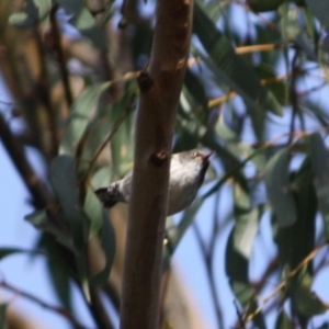 Daphoenositta chrysoptera at Moruya, NSW - 14 Jul 2019