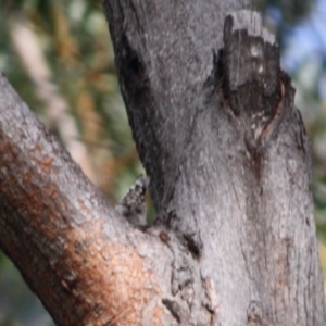 Daphoenositta chrysoptera at Moruya, NSW - 14 Jul 2019