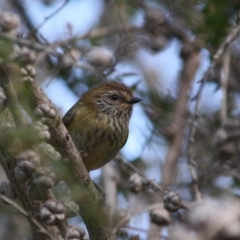 Acanthiza lineata (Striated Thornbill) at Broulee Moruya Nature Observation Area - 14 Jul 2019 by LisaH