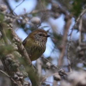 Acanthiza lineata at Moruya, NSW - 14 Jul 2019