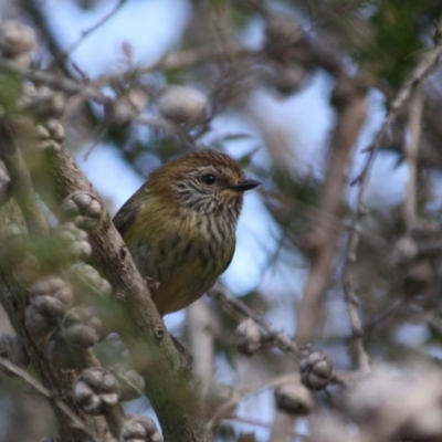 Acanthiza lineata (Striated Thornbill) at Broulee Moruya Nature Observation Area - 14 Jul 2019 by LisaH