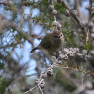 Acanthiza lineata at Moruya, NSW - 14 Jul 2019