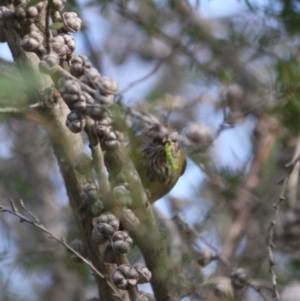 Acanthiza lineata at Moruya, NSW - 14 Jul 2019