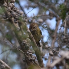 Acanthiza lineata at Moruya, NSW - 14 Jul 2019