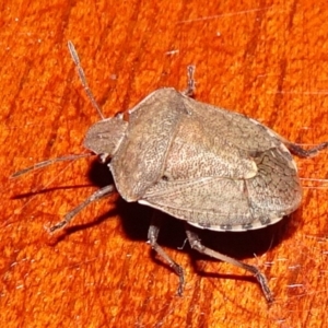 Dictyotus conspicuus at Reid, ACT - 25 Apr 2019 06:36 PM