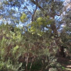 Acacia boormanii (Snowy River Wattle) at Fadden, ACT - 14 Jul 2019 by KumikoCallaway
