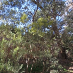 Acacia boormanii at Fadden, ACT - 14 Jul 2019