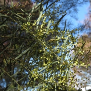 Acacia boormanii at Fadden, ACT - 14 Jul 2019