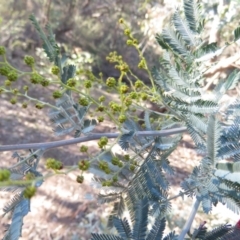 Acacia dealbata X Acacia decurrens (Silver x Green Wattle (Hybrid)) at Fadden, ACT - 14 Jul 2019 by KumikoCallaway