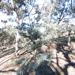 Acacia dealbata X Acacia decurrens at Fadden, ACT - 14 Jul 2019 10:38 AM