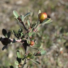 Hibbertia obtusifolia (Grey Guinea-flower) at Wanniassa Hill - 14 Jul 2019 by KumikoCallaway