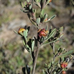 Hibbertia obtusifolia at Fadden, ACT - 14 Jul 2019 10:37 AM