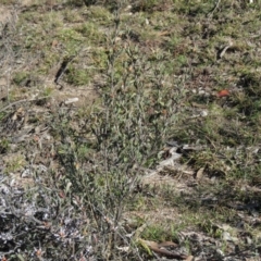 Hibbertia obtusifolia at Fadden, ACT - 14 Jul 2019