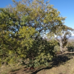 Acacia baileyana x Acacia decurrens (Cootamundra Wattle x Green Wattle (Hybrid)) at Fadden, ACT - 14 Jul 2019 by KumikoCallaway